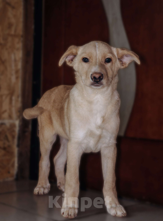 Собаки в Москве: Золотая серединка Мальчик, Бесплатно - фото 3