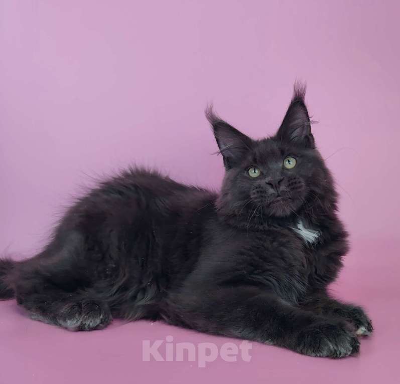 Кошки в Тюмени: Котенок мейн-кун Мальчик, 75 000 руб. - фото 3