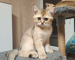 Кошки в Балашихе:  Котята Шотландская золотая шиншилла Мальчик, 10 000 руб. - фото 4