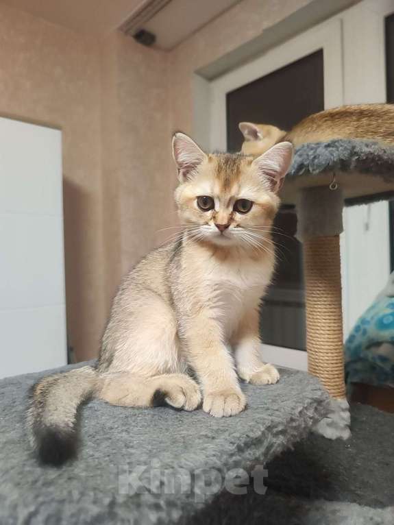 Кошки в Балашихе:  Котята Шотландская золотая шиншилла Мальчик, 9 000 руб. - фото 3