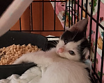 Кошки в Жуковском: Котенок девочка с мусорки Девочка, Бесплатно - фото 3