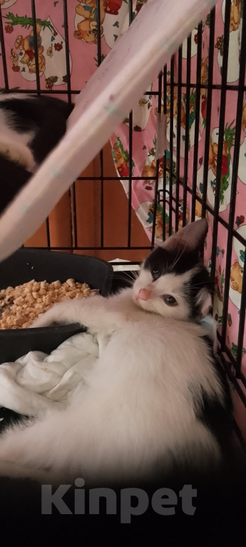 Кошки в Жуковском: Котенок девочка с мусорки Девочка, Бесплатно - фото 3