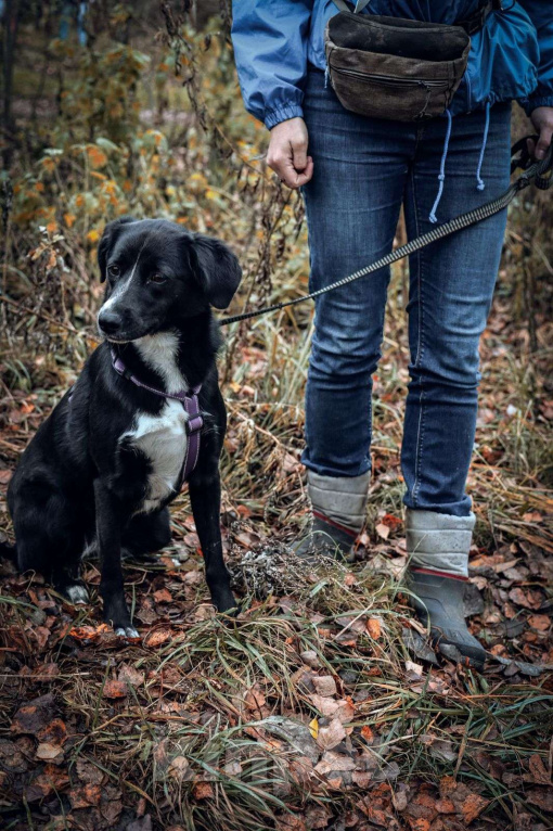 Собаки в Москве: Дуня Девочка, Бесплатно - фото 6