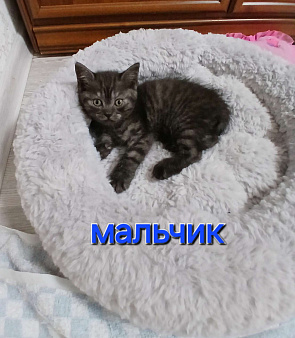Объявление: Котенок скотишш страйт, Бесплатно, Тольятти