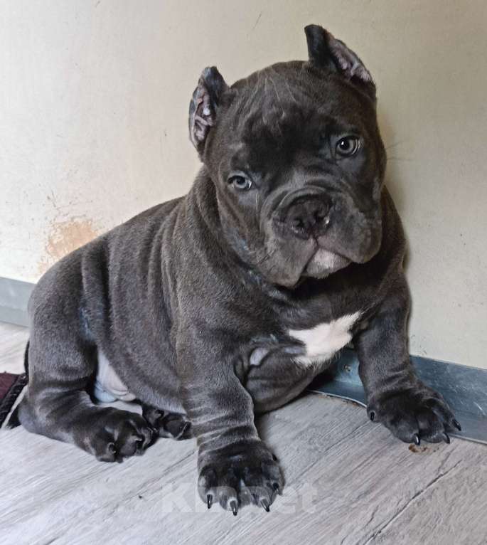 Собаки в Москве: Широкий малыш Американский Булли Покет Мальчик, 200 000 руб. - фото 2