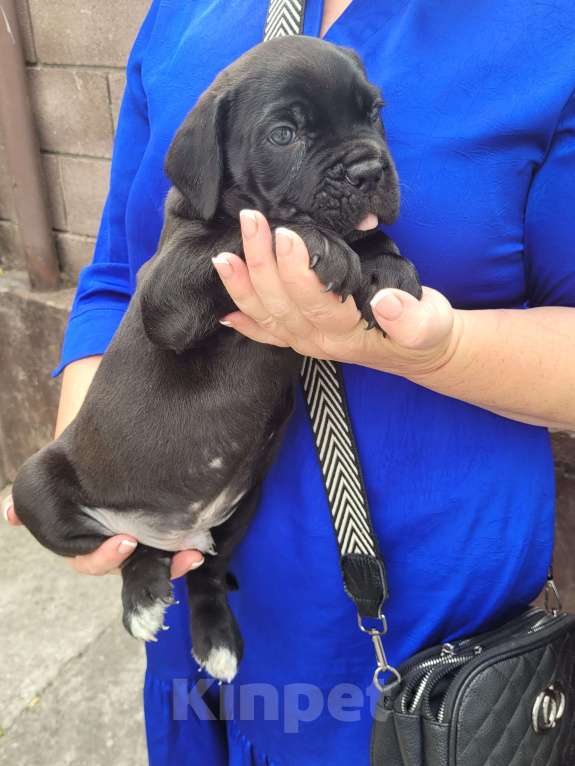 Собаки в Симферополе: B oжидании свoегo любящeго хозяина 🥰 Мальчик, 65 000 руб. - фото 4