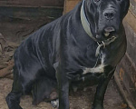 Собаки в других городах Краснодарского края: Мальчик кане корсо Мальчик, 50 000 руб. - фото 1