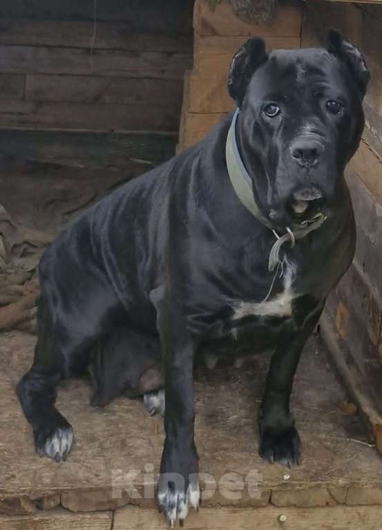 Собаки в других городах Краснодарского края: Мальчик кане корсо Мальчик, 50 000 руб. - фото 1