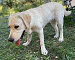 Собаки в Уфе: Продается щенок Лабрадор Девочка, 10 000 руб. - фото 3