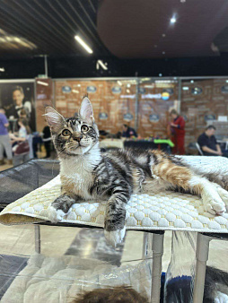 Девочка Мейн-кун 🌷