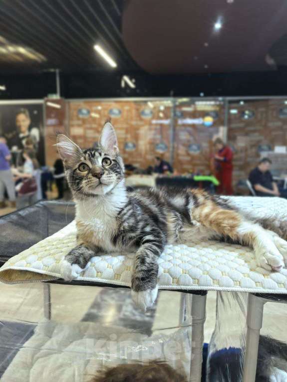 Кошки в Санкт-Петербурге: Девочка Мейн-кун 🌷 Девочка, 80 000 руб. - фото 1