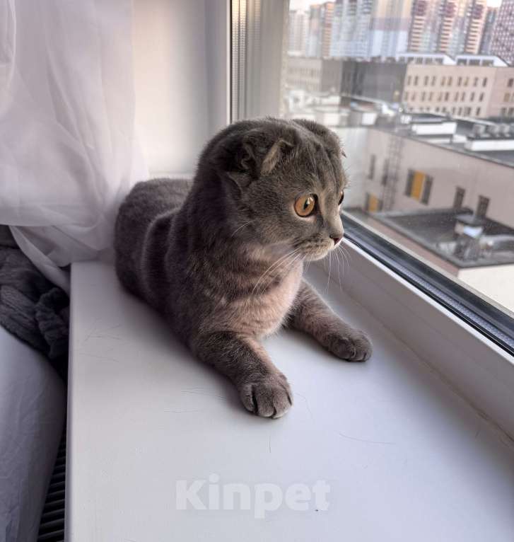 Кошки в других городах Московской области: Котенок Никки (9 месяцев) Мальчик, 5 000 руб. - фото 1