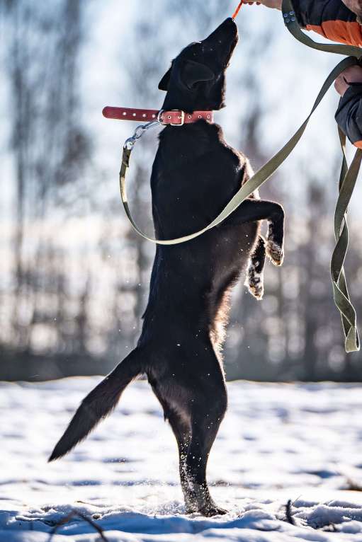 Собаки в Клине: Гуччи — грациозный пёс Мальчик, Бесплатно - фото 2