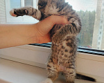 Кошки в Лобне: Котёнок Серёга 1,5 мес Мальчик, Бесплатно - фото 4