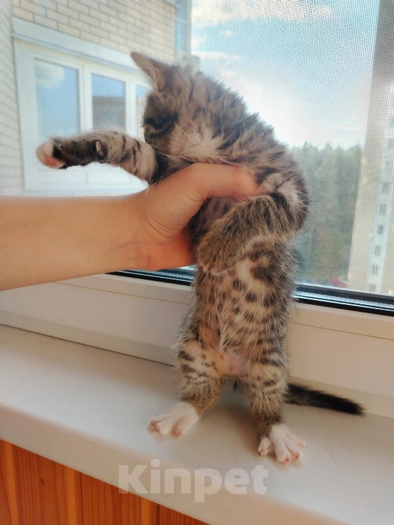 Кошки в Лобне: Котёнок Серёга 1,5 мес Мальчик, Бесплатно - фото 4