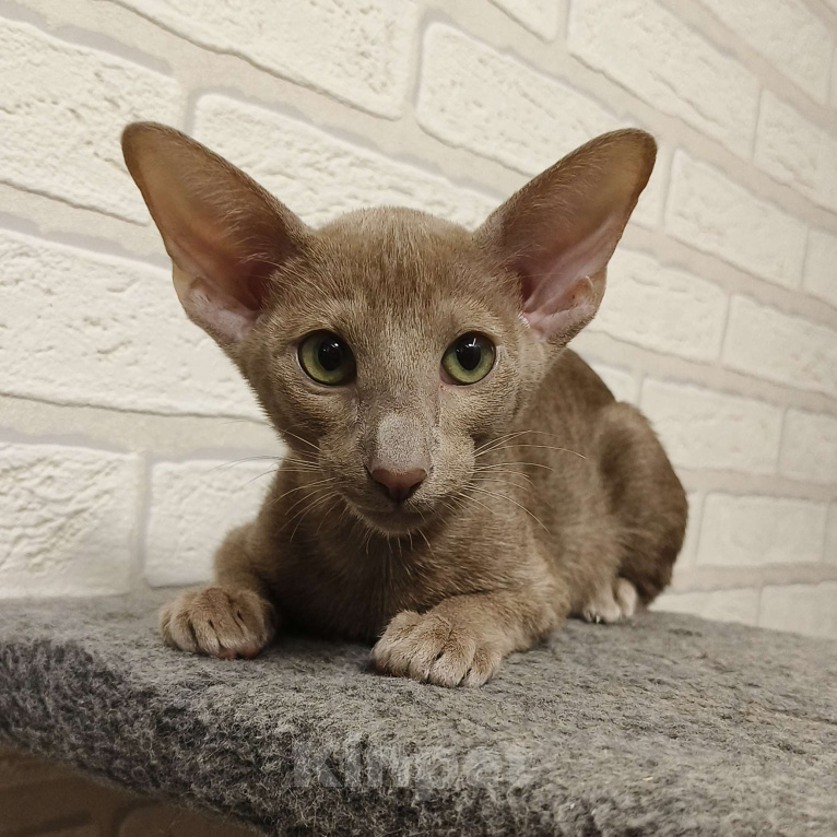 Кошки в Москве: Котёнок Ориентальный. Девочка Девочка, 55 000 руб. - фото 10