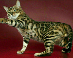 Кошки в Кохме: Котята бенгальской породы, 12 000 руб. - фото 1