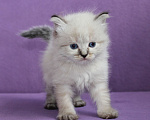 Кошки в Омске: Продаются Невские маскарадные и Сибирские котята Девочка, 35 000 руб. - фото 1