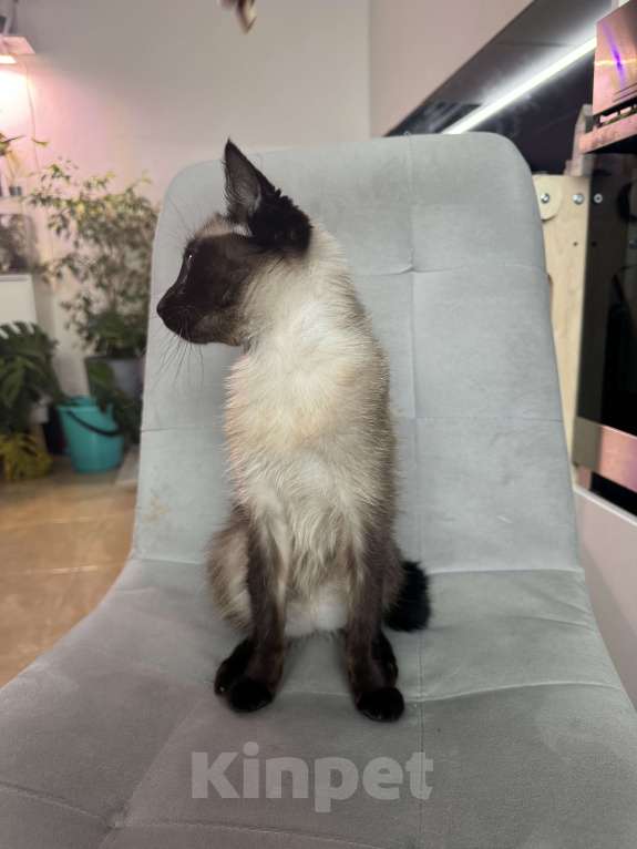 Кошки в Иркутске: Отдам кошку в добрые руки Девочка, 1 руб. - фото 4