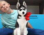 Собаки в Мончегорске: Хаски Щенки Разных окрасов Разнополые, Бесплатно - фото 1
