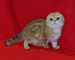 Кошки в Москве: Золотая мраморная вислоухая кошечка Девочка, 20 000 руб. - фото 2