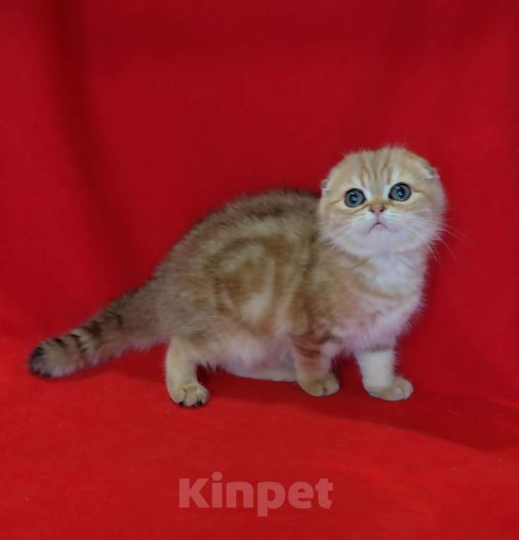 Кошки в Москве: Золотая мраморная вислоухая кошечка Девочка, 20 000 руб. - фото 2