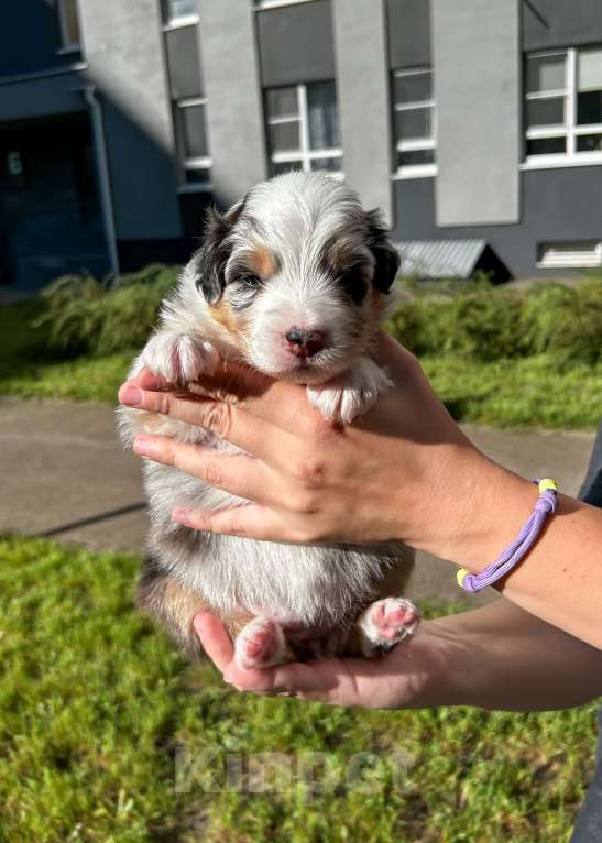 Собаки в других городах Самарской области: Щенок австралийской овчарки, девочка голубой мрамор Девочка, 120 000 руб. - фото 5