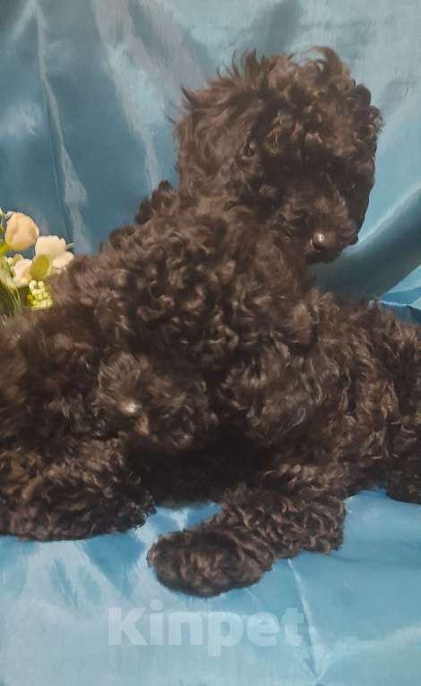 Собаки в Санкт-Петербурге: Карликовый пудель Мальчик, 40 000 руб. - фото 1