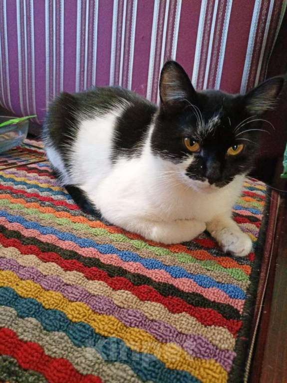 Кошки в Калуге: Отдам в хорошие руки Девочка, Бесплатно - фото 4