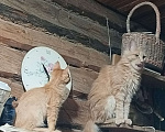 Кошки в Санкт-Петербурге: Продаю котенка породы Мейн-кун Мальчик, 15 000 руб. - фото 1