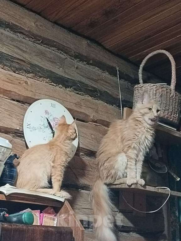 Кошки в Санкт-Петербурге: Продаю котенка породы Мейн-кун Мальчик, 15 000 руб. - фото 1