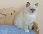 Кошки в Москве: Котëнок Рэгдолл Marusya Девочка, 100 000 руб. - фото 3