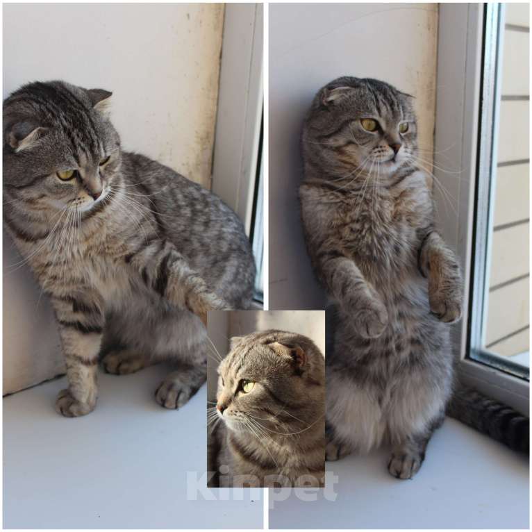 Кошки в Энгельс-19: Британская порода тигровый табби  Мальчик, 5 000 руб. - фото 4