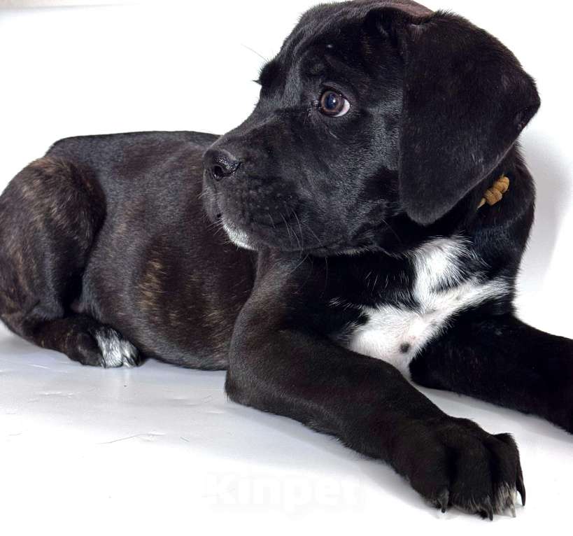 Собаки в Приморско-Ахтарске: Щенки кане корсо  Девочка, 15 000 руб. - фото 5