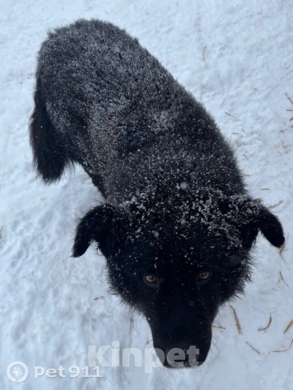 Собаки в других городах Владимирской области: Добрый пес  Мальчик, Бесплатно - фото 3