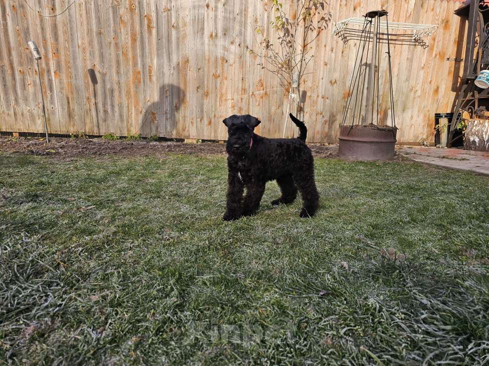 Собаки в Москве: Интересное предложение Мальчик, 60 000 руб. - фото 7