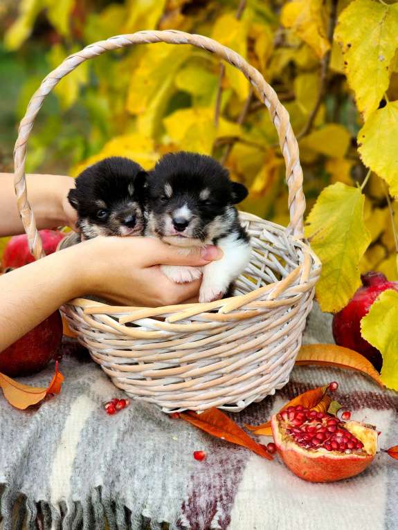 Собаки в Севастополе: Черноголовые щенки корги пемброк Мальчик, 100 000 руб. - фото 2