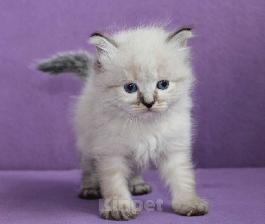 Кошки в Омске: Продаются Невские маскарадные и Сибирские котята Девочка, 35 000 руб. - фото 1
