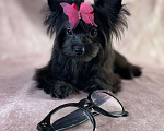 Собаки в Москве: Черный йорк щенки Мальчик, Бесплатно - фото 7