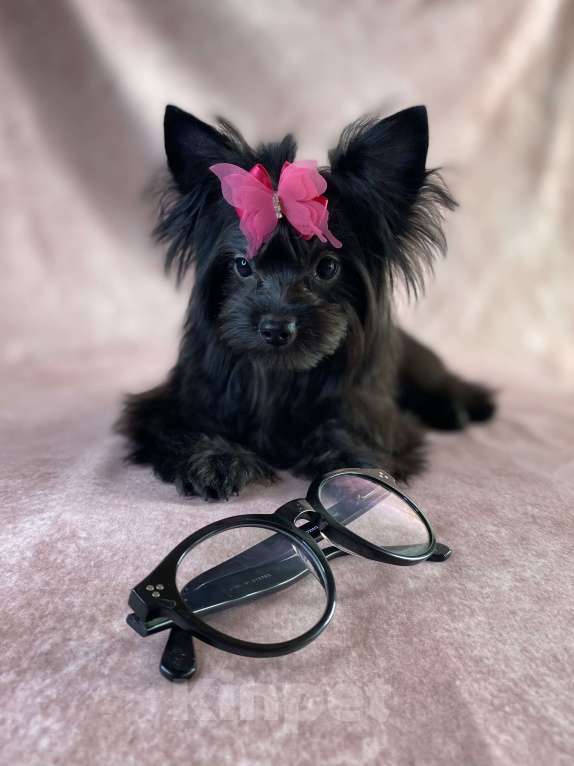 Собаки в Москве: Черный йорк щенки Мальчик, Бесплатно - фото 7