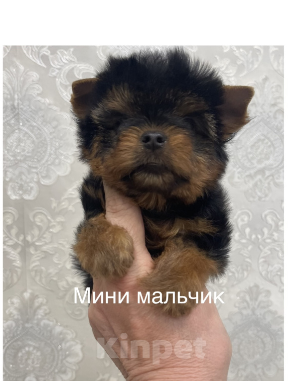 Собаки в Москве: Щенки йоркширского терьера Мальчик, 40 000 руб. - фото 1