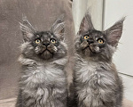 Кошки в других городах Московской области: Котик мейн кун, 2,5 месяца  Мальчик, 60 000 руб. - фото 1