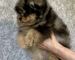 Собаки в Туле: Щенок померанского шпица редкого окраса Мальчик, 60 000 руб. - фото 6