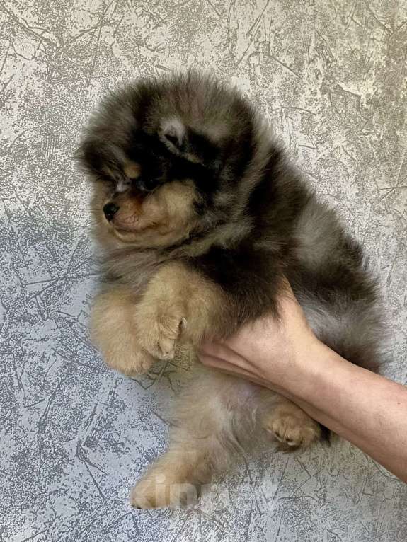 Собаки в Туле: Щенок померанского шпица редкого окраса Мальчик, 60 000 руб. - фото 6