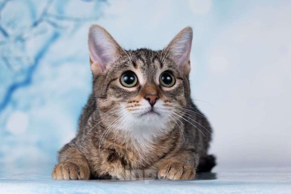 Кошки в Москве: Котёнок в добрые руки  Мальчик, Бесплатно - фото 5