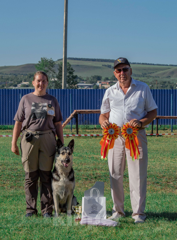 Собаки в Красноярске: Щенок ВЕО Нелли Голд Девочка, Бесплатно - фото 4