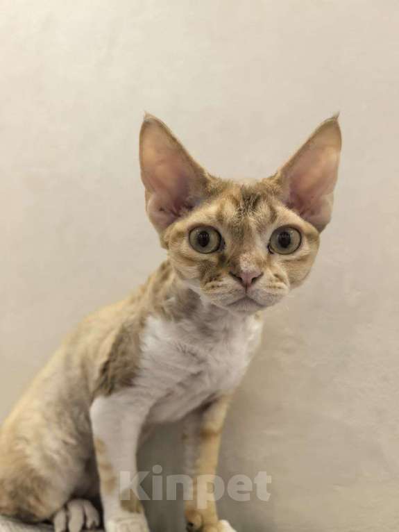 Кошки в Химках: Девон-рекс котенок Девочка, 50 000 руб. - фото 3