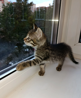 Котенок Самбука