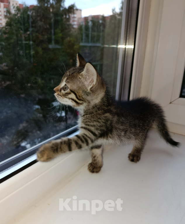 Кошки в Санкт-Петербурге: Котенок Самбука Девочка, Бесплатно - фото 1