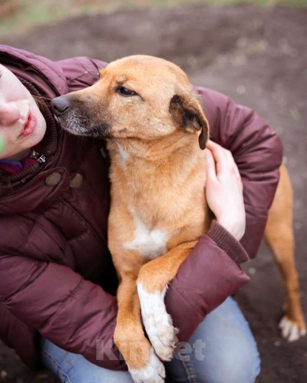 Собаки в Москве: Небольшой мальчик в добрые руки Мальчик, Бесплатно - фото 9